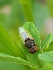 Hedriodiscus vertebratus