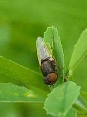 Hedriodiscus vertebratus