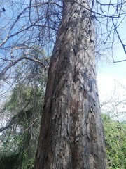 Pterocarpus acapulcensis