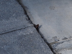 Plestiodon chinensis