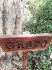 Pterocarpus acapulcensis