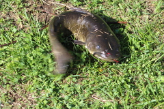 Ameiurus nebulosus