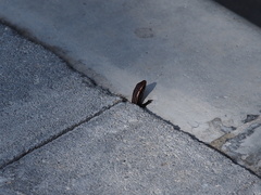 Plestiodon chinensis