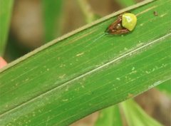 Araneus viridiventris