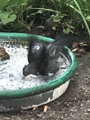 Dumetella carolinensis