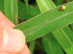 Araneus viridiventris