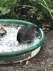 Dumetella carolinensis