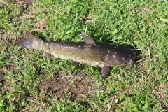 Ameiurus nebulosus