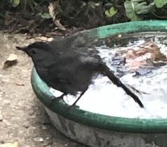 Dumetella carolinensis