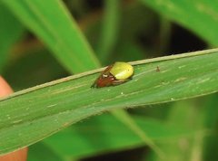 Araneus viridiventris