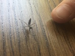 Statilia maculata maculata