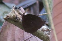 Elymnias hypermnestra beatrice