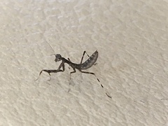 Statilia maculata maculata