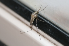 Aedes vittiger