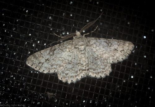 Cleora lacteata · iNaturalist