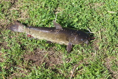 Ameiurus nebulosus