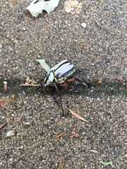 Dicronocephalus adamsi