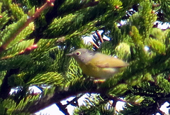 Leiothlypis ruficapilla image