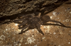Seqocrypta jakara