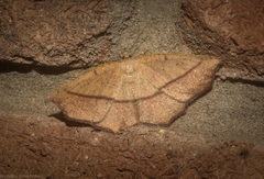 Planolocha obliquata