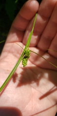 Carex granularis