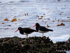 Haematopus leucopodus