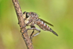Promachus bastardii