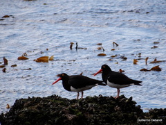 Haematopus leucopodus