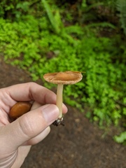 Inocybe mixtilis