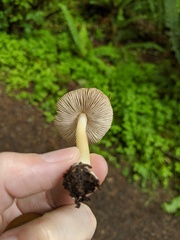 Inocybe mixtilis