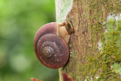 Quantula striata