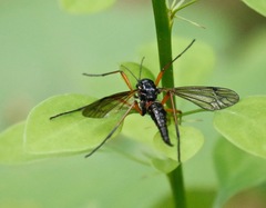 Tanyptera