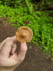 Inocybe mixtilis