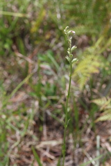 Physostegia purpurea