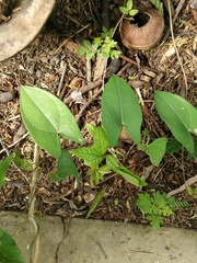 Dioscorea hamiltonii