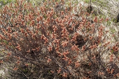 Myrica gale tomentosa