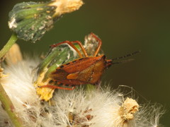 Carpocoris mediterraneus