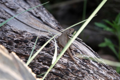 Sceloporus tristichus