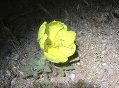 Oenothera primiveris