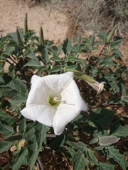 Datura wrightii