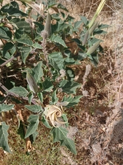 Datura wrightii