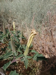 Datura wrightii
