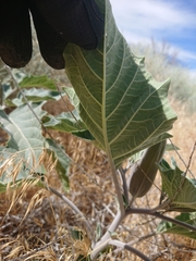 Datura wrightii