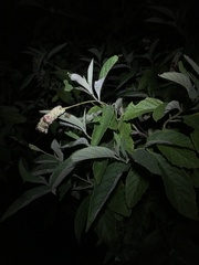 Varronia guanacastensis