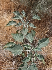 Datura wrightii