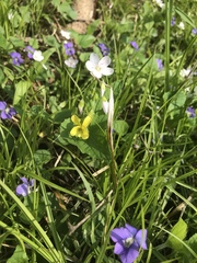 Viola eriocarpa