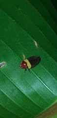 Sphenorhina