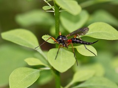 Tanyptera