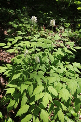 Actaea asiatica