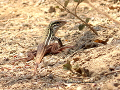 Aspidoscelis communis